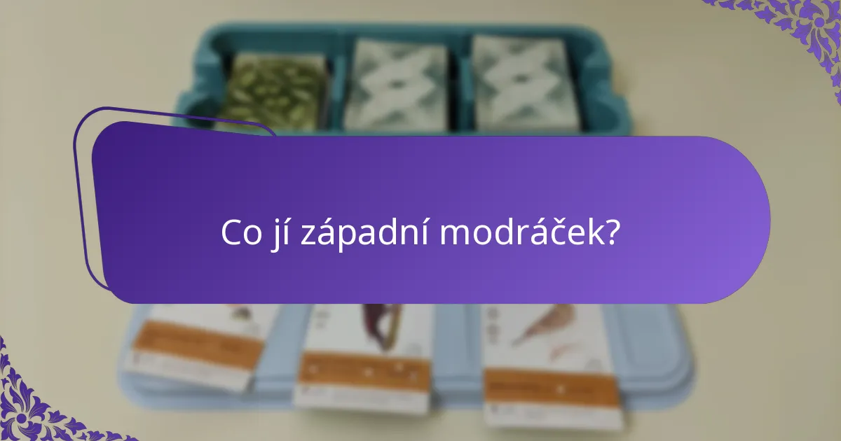 Co jí západní modráček?